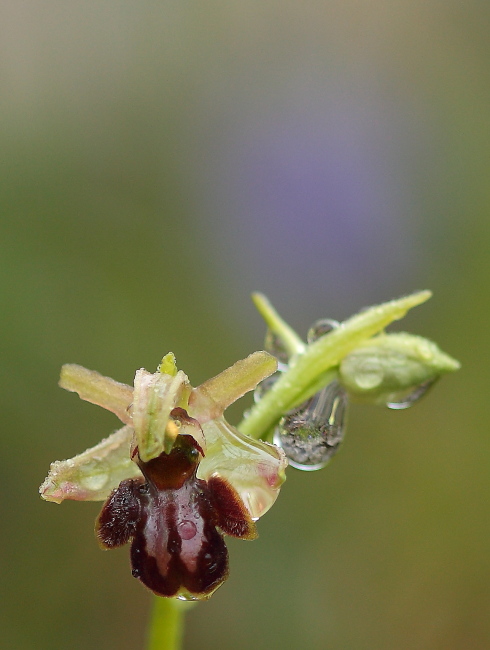 Ophrys sphegodes